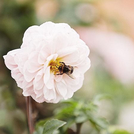 Gasthaus Hummel Duggendorf Exteriér fotografie
